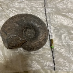 アンモナイトの画像