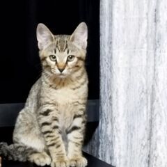 ９月４日に生まれた５匹の子猫です。