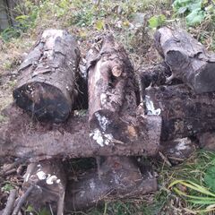 薪用丸太あげます。（第6回目）の画像