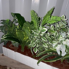 無料　フェイクグリーン　2つの画像