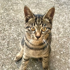 甘えん坊　生後6ヶ月のオス　室内飼い　里親募集