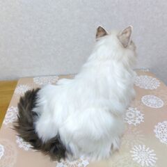 Chongker 猫ぬいぐるみ リアル 本物そっくり ハンドメイド ラグドールの画像