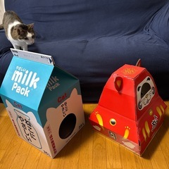 無料でお譲りします！猫が入るボックスの画像