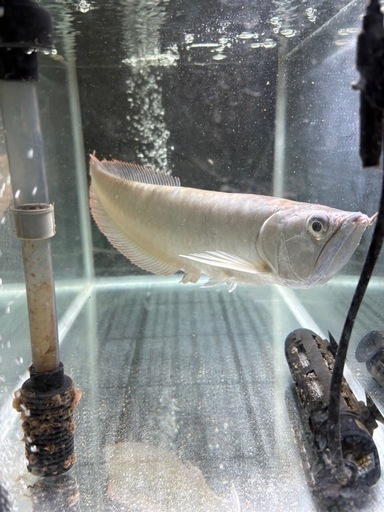 ワイルドシルバーアロワナ