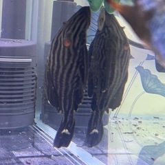 熱帯魚ロイヤルプレコ ±13cm 2匹 の画像
