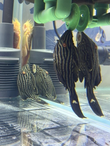 熱帯魚ロイヤルプレコ ±13cm 2匹