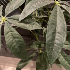 造花造木の画像