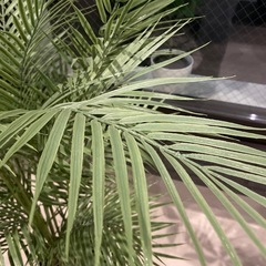 造花造木の画像