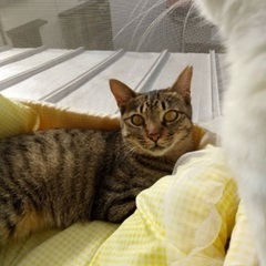 キジトラちゃん10ヶ月♀女の子