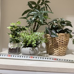 ニトリ・IKEA フェイクグリーン　4点　12月3日（水）または12月7日（日）引取可の方の画像