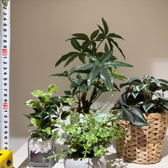 ニトリ・IKEA フェイクグリーン　4点　12月3日（水）または12月7日（日）引取可の方の画像