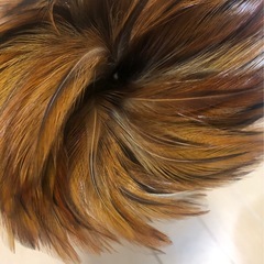 美品 毛ばたき 意匠登録出願済 司堂の画像