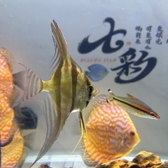 アルタムコロンビアワイルド個体　エンゼルフィッシュ1匹の画像