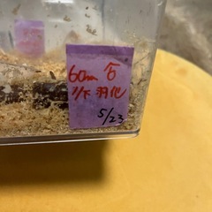 クワガタの画像