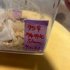 クワガタの画像