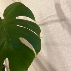 【お受け取り先決まりました】モンステラ(伸び伸び)の画像