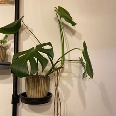 【お受け取り先決まりました】モンステラ(伸び伸び)の画像