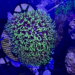 スターポリプ　フラグ品の画像