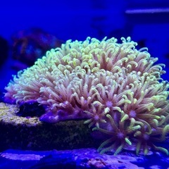 スターポリプ　フラグ品の画像