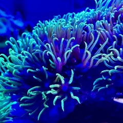 スターポリプ　大型活着品の画像