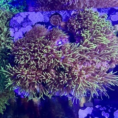 スターポリプ　大型活着品の画像