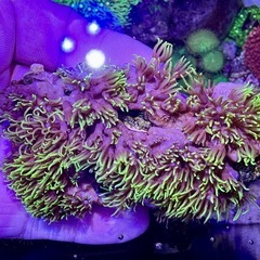 スターポリプ　大型活着品の画像