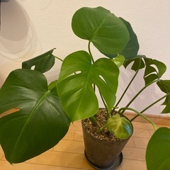 【お受け取り先決まりました】モンステラ(葉たくさん) の画像