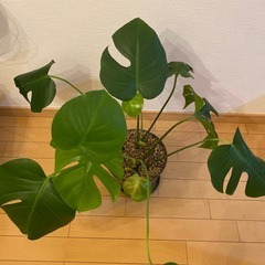 【お受け取り先決まりました】モンステラ(葉たくさん) の画像