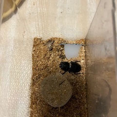 クワガタペアの画像