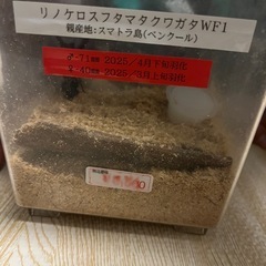 クワガタペアの画像