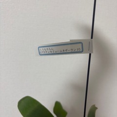 ビカクシダの画像