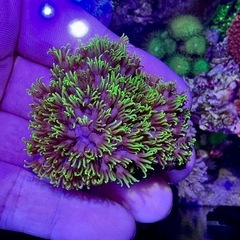 スターポリプ　蛍光グリーンの画像