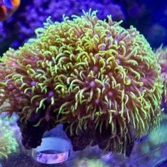 スターポリプ　蛍光グリーンの画像