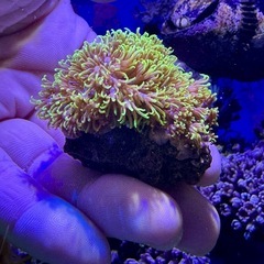 スターポリプ　蛍光グリーンの画像