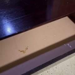 相談中 衣装ダンス  アンティーク レトロの画像