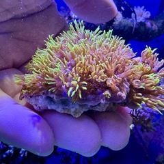 スターポリプ　蛍光グリーンサンゴの画像