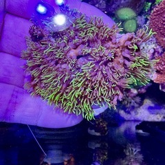 スターポリプ　蛍光グリーンサンゴの画像