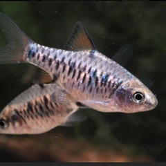 熱帯魚　チェッカーバルブの画像