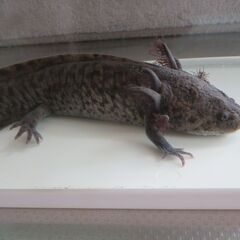 アンダーソンサラマンダーの画像