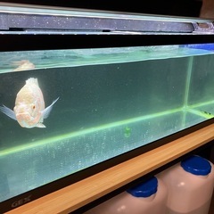 水槽90
センチとアルビノオスカーと台など一式の画像