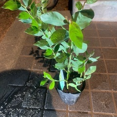 パールアカシア幼木
4本の画像