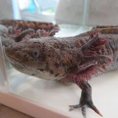 アンダーソンサラマンダーの画像