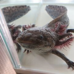 アンダーソンサラマンダーの画像