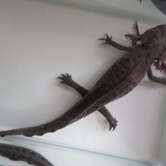 アンダーソンサラマンダーの画像