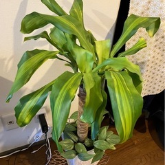 観葉植物 幸福 の 木 ドラセナマッサン 高さ 約90cm 鉢 受け皿 寄せ木 寄木 付きの画像