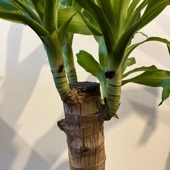 観葉植物 幸福 の 木 ドラセナマッサン 高さ 約90cm 鉢 受け皿 寄せ木 寄木 付きの画像