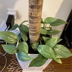 観葉植物 幸福 の 木 ドラセナマッサン 高さ 約90cm 鉢 受け皿 寄せ木 寄木 付きの画像