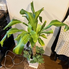 観葉植物 幸福 の 木 ドラセナマッサン 高さ 約90cm 鉢 受け皿 寄せ木 寄木 付きの画像