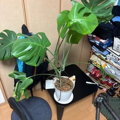 モンステラ　の画像