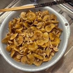 天然キノコ、ナラタケの画像